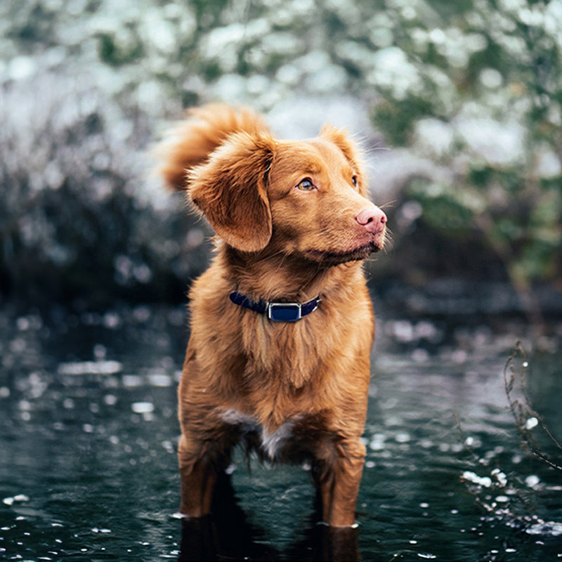 GPS pet tracker